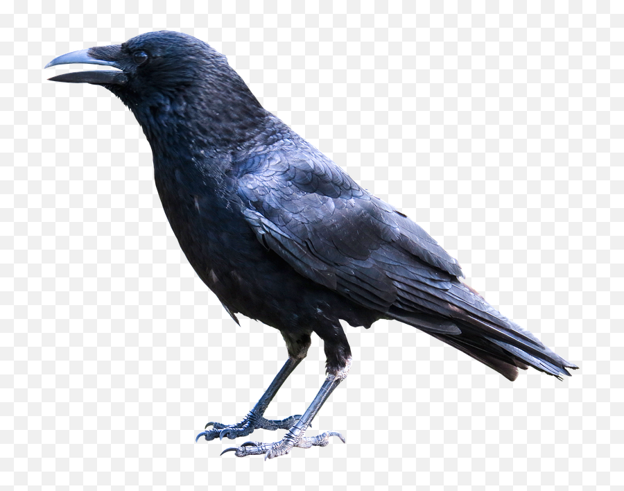 Crow Feather Png - Animals Bird Raven Crow Black Wise Bougainville Crow Corvus Meeki,Raven Silhouette Png