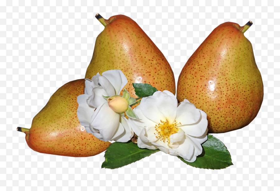 Fruit Pears Ripe - Free Photo On Pixabay Pear Png,Pears Png