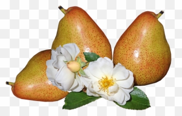 Fruit Pears Ripe - Free Photo On Pixabay Pear Png,Pears Png