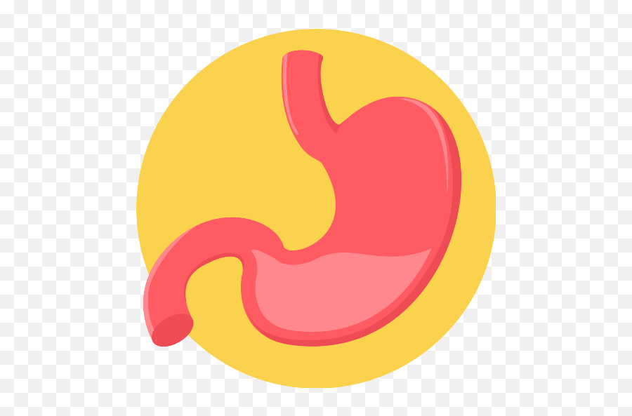 Stomach Png Icon - Stomach Vector,Stomach Png
