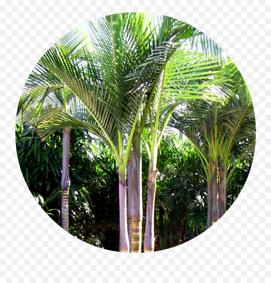 Biggiecheese - Type Of Palm Tree Png,Biggie Cheese Png