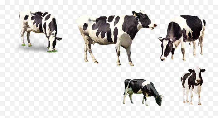 Cows - Herd Of Cows Png,Cows Png