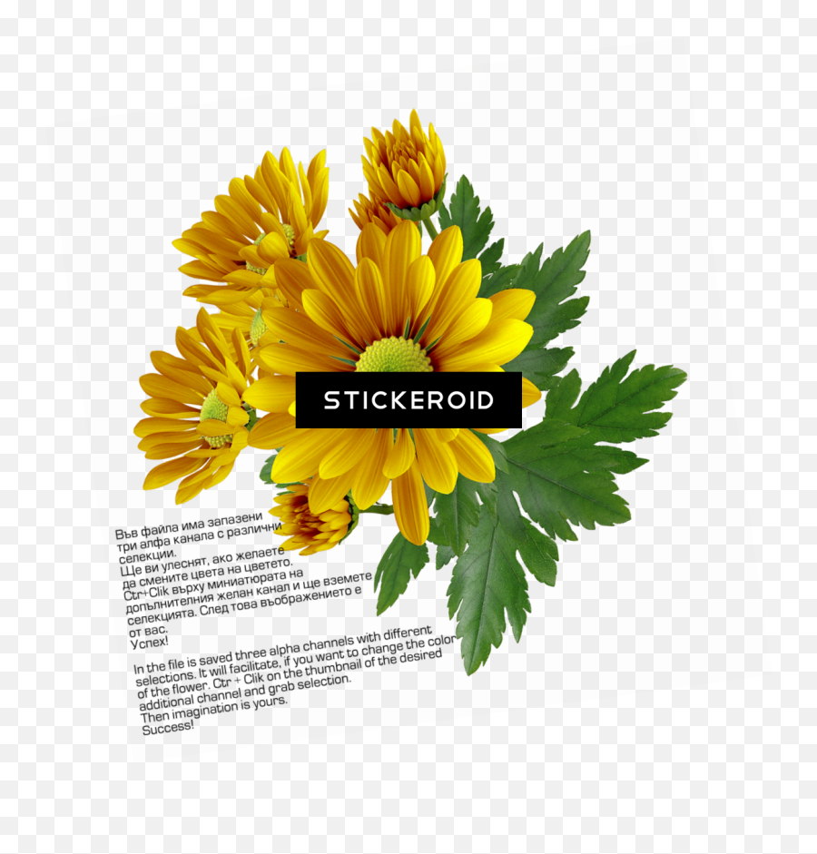 Chrysanthemum Flower - Transparency Png,Chrysanthemum Png