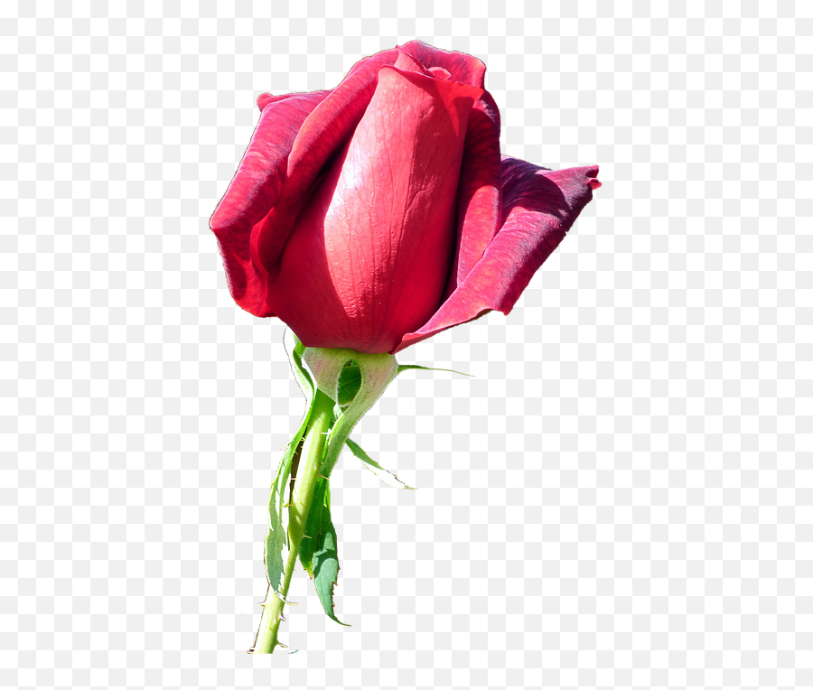 Rose Red - Free Image On Pixabay Garden Roses Png,Red Flower Transparent