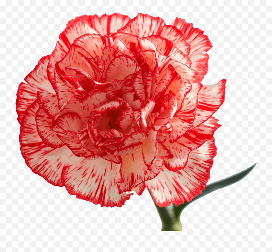 Peppermint Carnation Flowers - Peppermint Carnations Png,Carnation Png