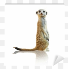 Nb12 Background V84 Png Meerkats - Cute Meerkat Coloring Pages,Meerkat Png
