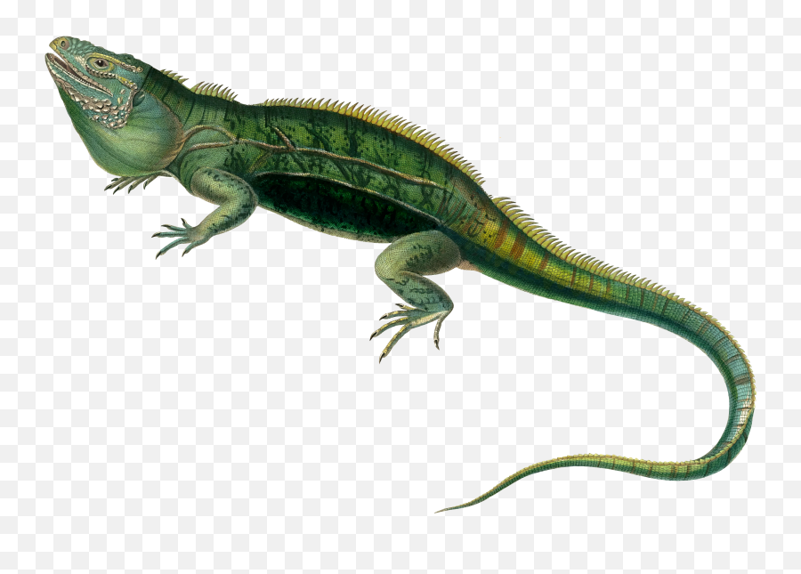 Agamas Lacertids Lizard Reptile Green - Iguana Png,Lizard Transparent