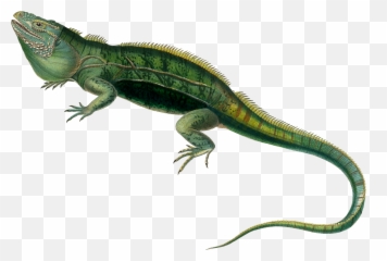 Agamas Lacertids Lizard Reptile Green - Iguana Png