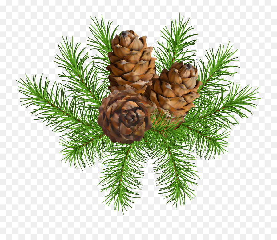 Cones Png Clip Art Image - Transparent Png Pine Cone,Pine Branch Png