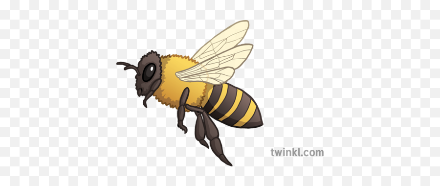 Bee Emoji Twinkl Newsroom Ks2 - Bee Emoji Png,Bee Emoji Png
