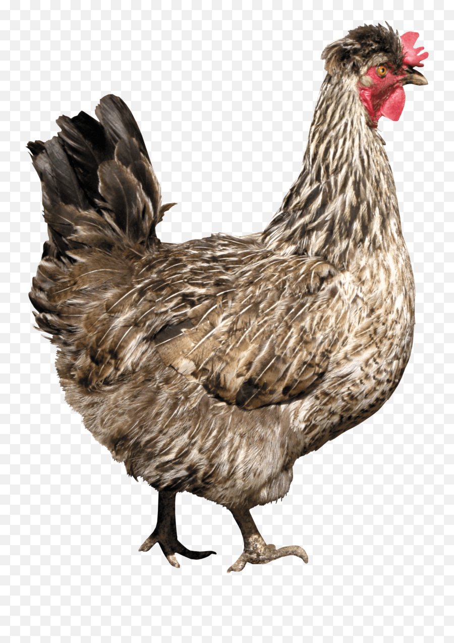 Free Transparent Png Images Icons - Transparent Png Chicken,Chicken Png