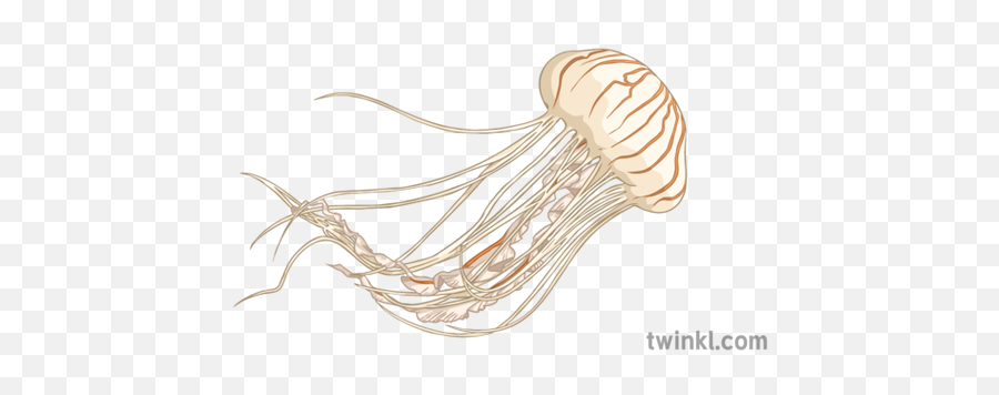 Jellyfish 2 Illustration - Twinkl Illustration Png,Transparent Jellyfish