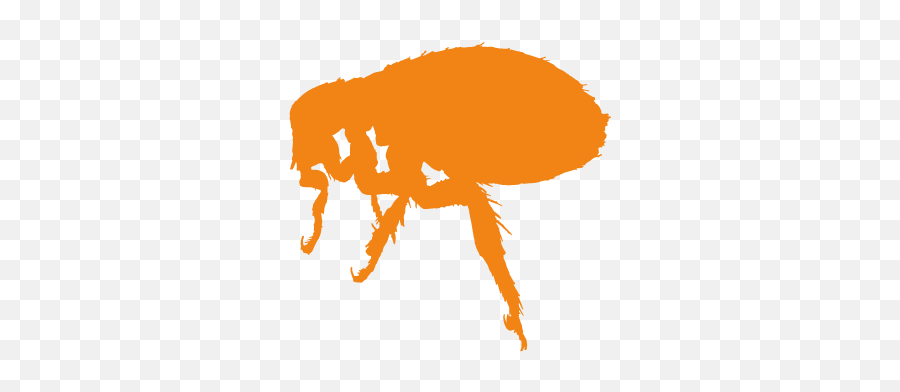 London Pest Control - London Network For Pest Solutions Png,Flea Icon