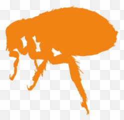 London Pest Control - Network for Solutions png