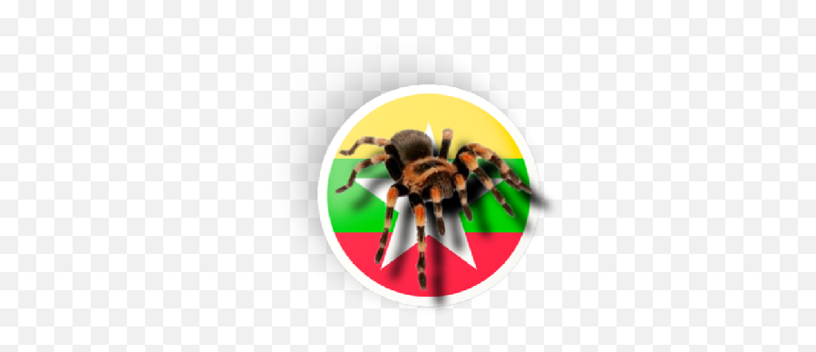 Tarantulamm Apk 10 - Download Apk Latest Version Png,Spider Solitaire Icon