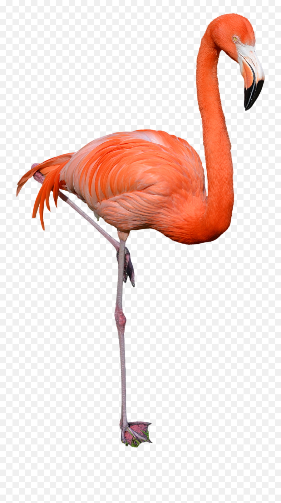 Download Flamingo Png Clipart - Flamingo Png,Flamingo Transparent Background