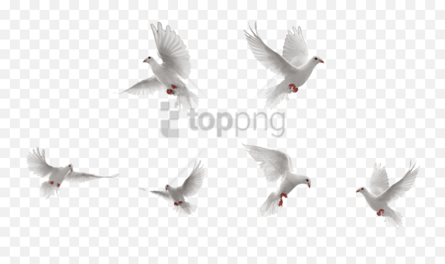 Gull Png Images - Free Png Library Transparent Doves Flying Png,Pigeons Png