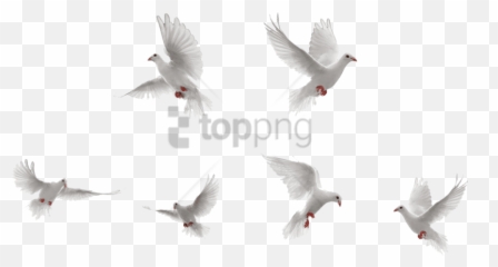 Gull Png Images - Free Png Library Transparent Doves Flying Png,Pigeons Png