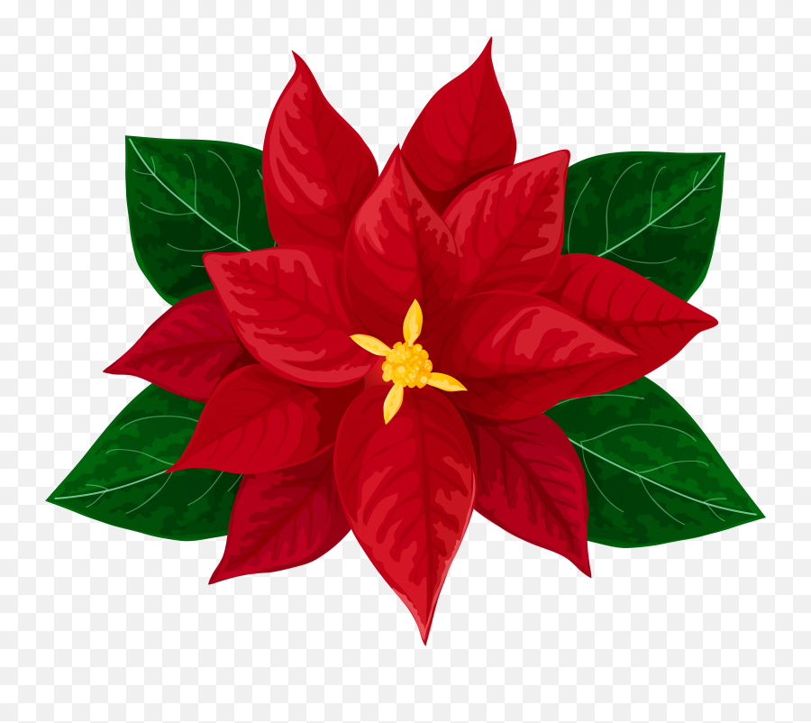 Transparent Background Design Png Poinsettia