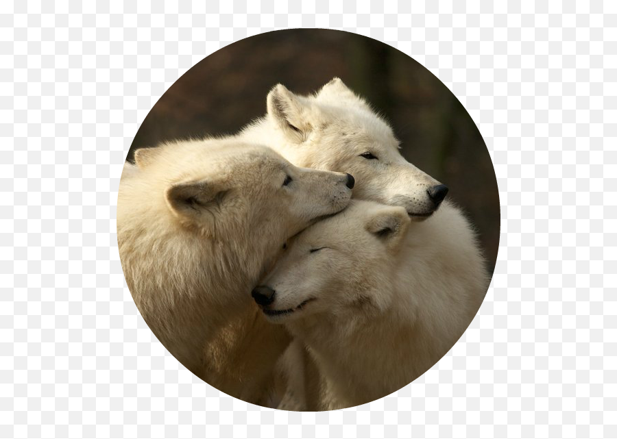 Download White Wolves Png Image With No - Being A Family Means You Are A Part Of Something Very Wonderful Wolf,Wolves Png