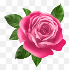 Pink Rose Transparent Png Clip Art - Best Flower Full