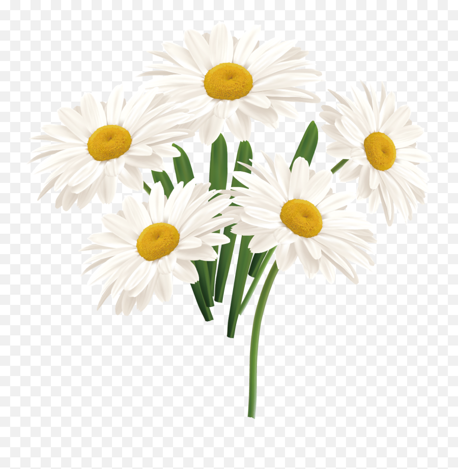 Free Daisy Vector - White Sun Flower Png,Chamomile Png