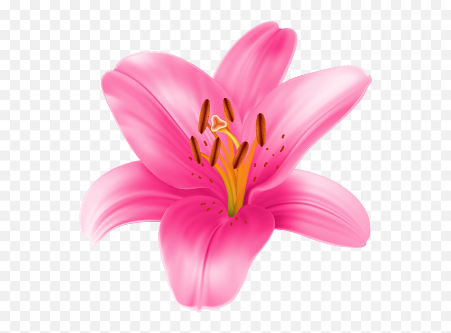 Pink Lily Flower Png - Pink Lily Clip Art,Lily Transparent Background