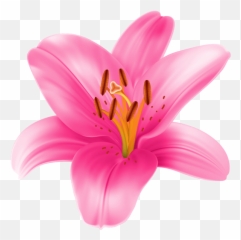 Pink Lily Flower Png - Pink Lily Clip Art,Lily Transparent Background