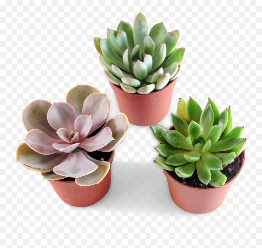 Mini Succulent Trio - Flowerpot Png,Succulents Png