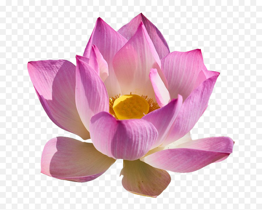 Lotus Flower Png Free Download - Lotus Transparent,Lotus Flower Png