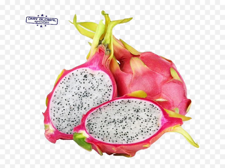 Dragon Fruit Png - Fruit With White Inside,Dragon Fruit Png