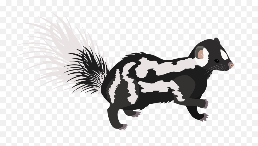 Eastern Spotted Skunk Clipart - Illustration Png,Skunk Transparent