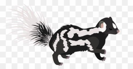 Eastern Spotted Skunk Clipart - Illustration Png,Skunk Transparent