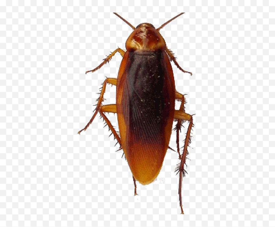 Cockroach Png Transparent Images Free Download Clip Art - Milk,Cockroach Png