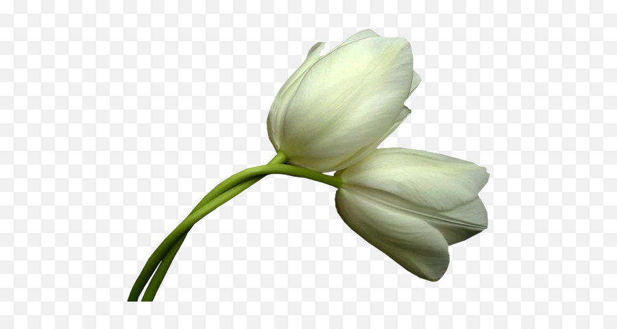 Tulip Transparent White Image Royalty Free - White Tulips Fleurs Tulipes Png,Tulips Png