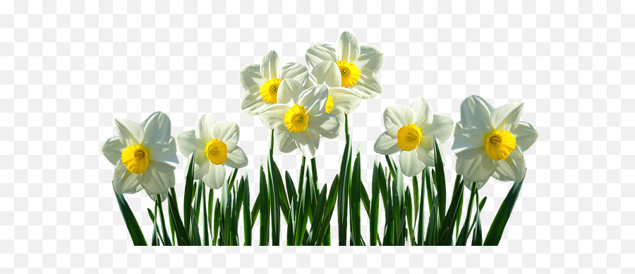 Lawrence County Daffodil Days - Daffodils Transparent Png,Daffodil Png