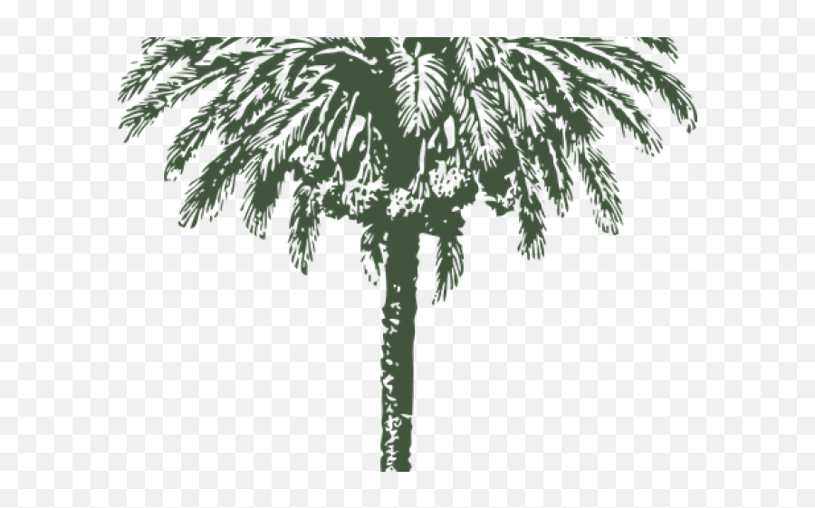 Download Date Palm Clipart Arabian - Date Palm Tree Drawing Date Palm Tree Diameter Png,Palm Branch Png