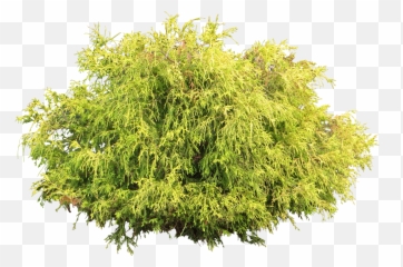 Juniper Bush Png Transparent Background Free Download - Plant Png