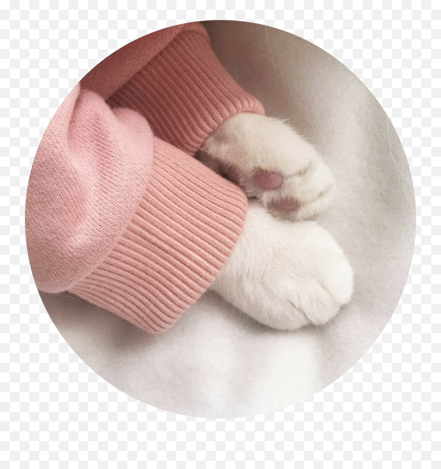 Aesthetic Cat Aestheticicon Icon - Cat Paw In Sweater Png,Cat Meme Icon