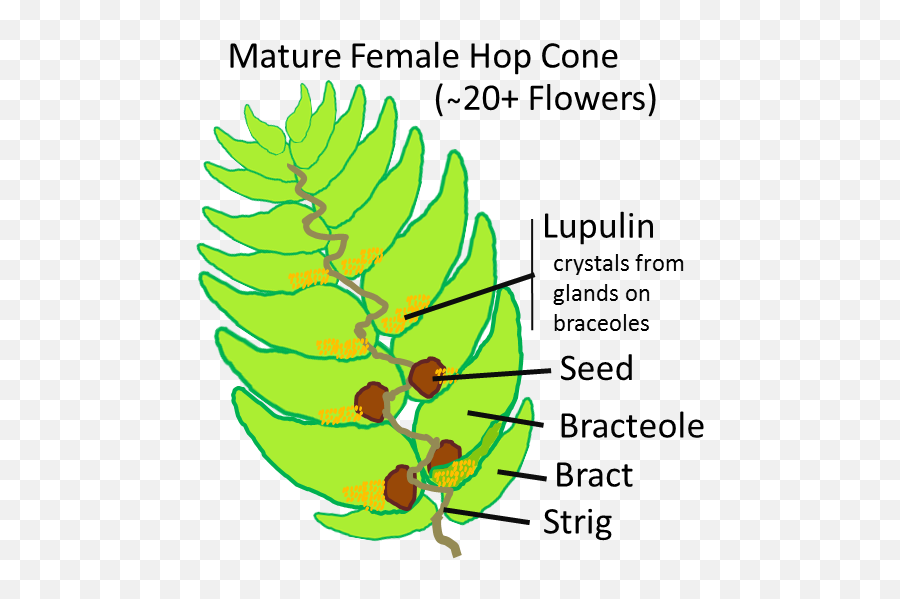 Filehop - Conev03png Wikimedia Commons Hop Bract,Hops Png