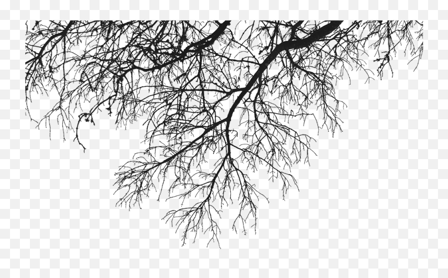 Download Descargar - Tree Branches Png,Tree Branches Png