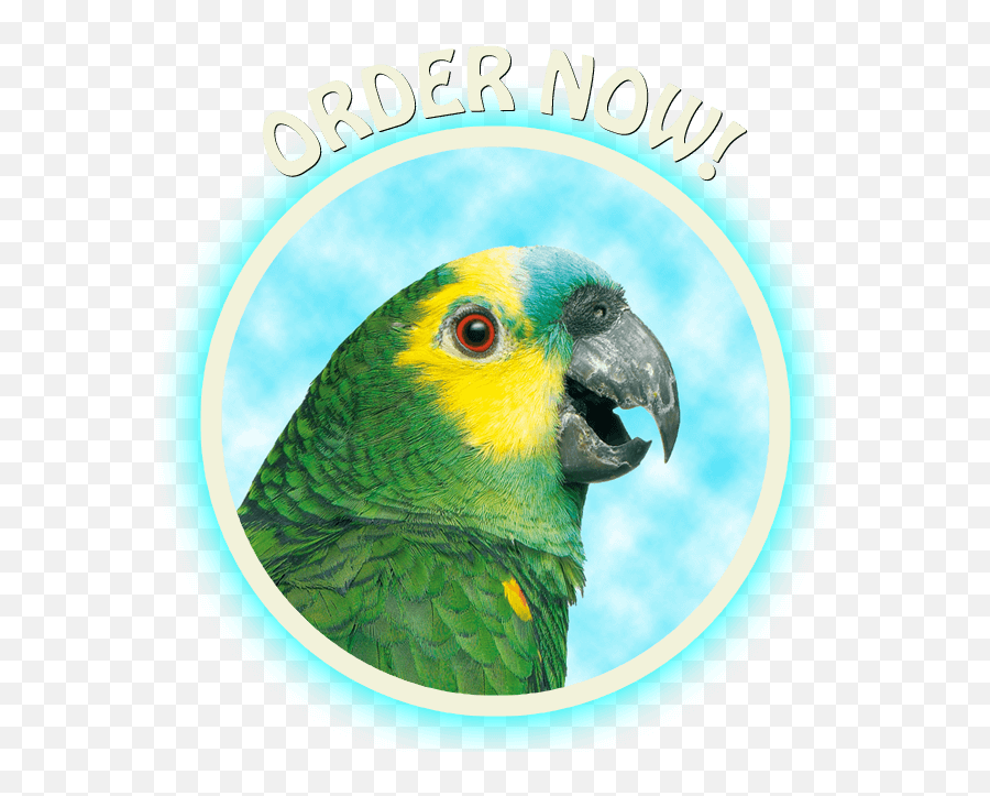 Visit Tacombi Connecting You To Mexico - Budgerigar Png,Original Vista Icon Pack