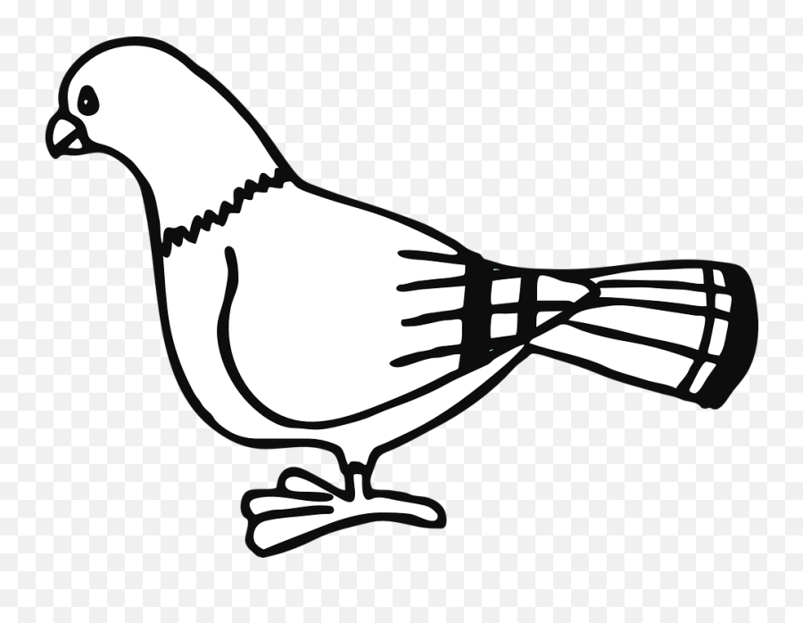 Paloma Ave Animales Ciudad Rayas De Pie Pigeon - Clip Art Pigeon Clip Art Png,Paloma Png