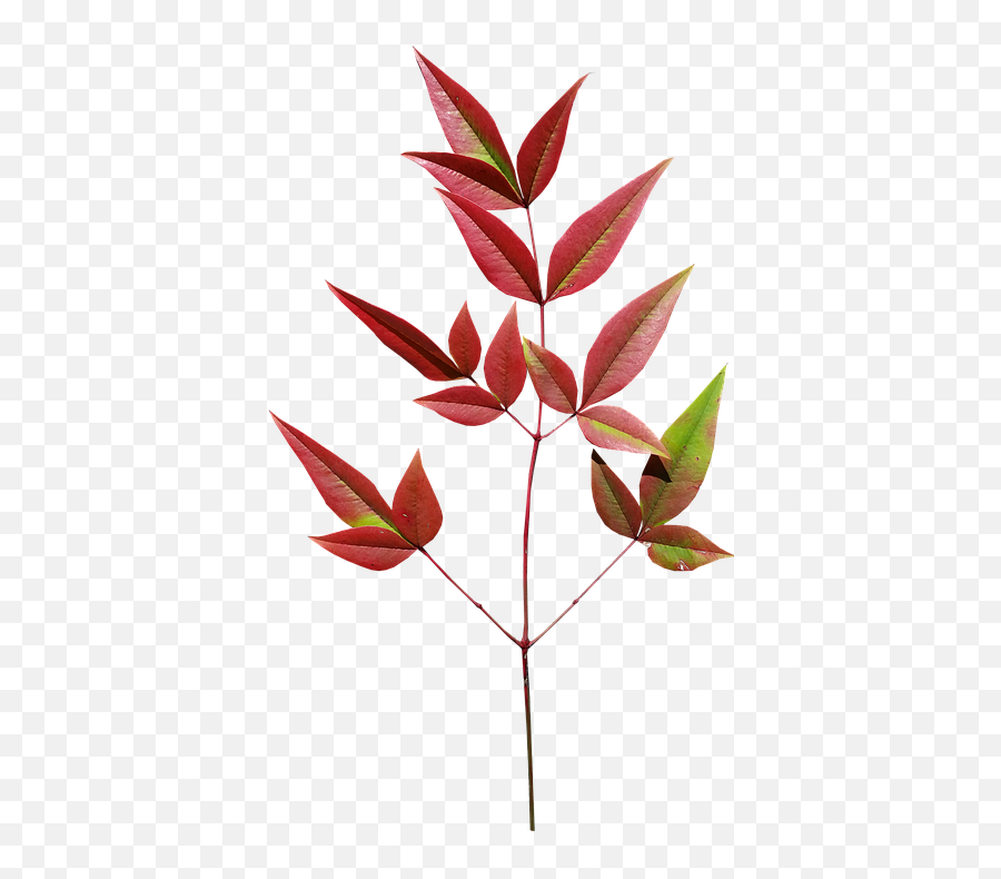 Download Leaves Bamboo Autumn Plant - Leaves Bamboo Png,Bamboo Leaves Png