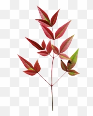Download Leaves Bamboo Autumn Plant - Leaves Bamboo Png,Bamboo Leaves Png