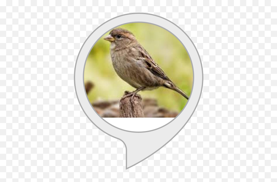 Amazoncom Sparrow Facts Alexa Skills - Song Sparrow Png,Sparrow Png