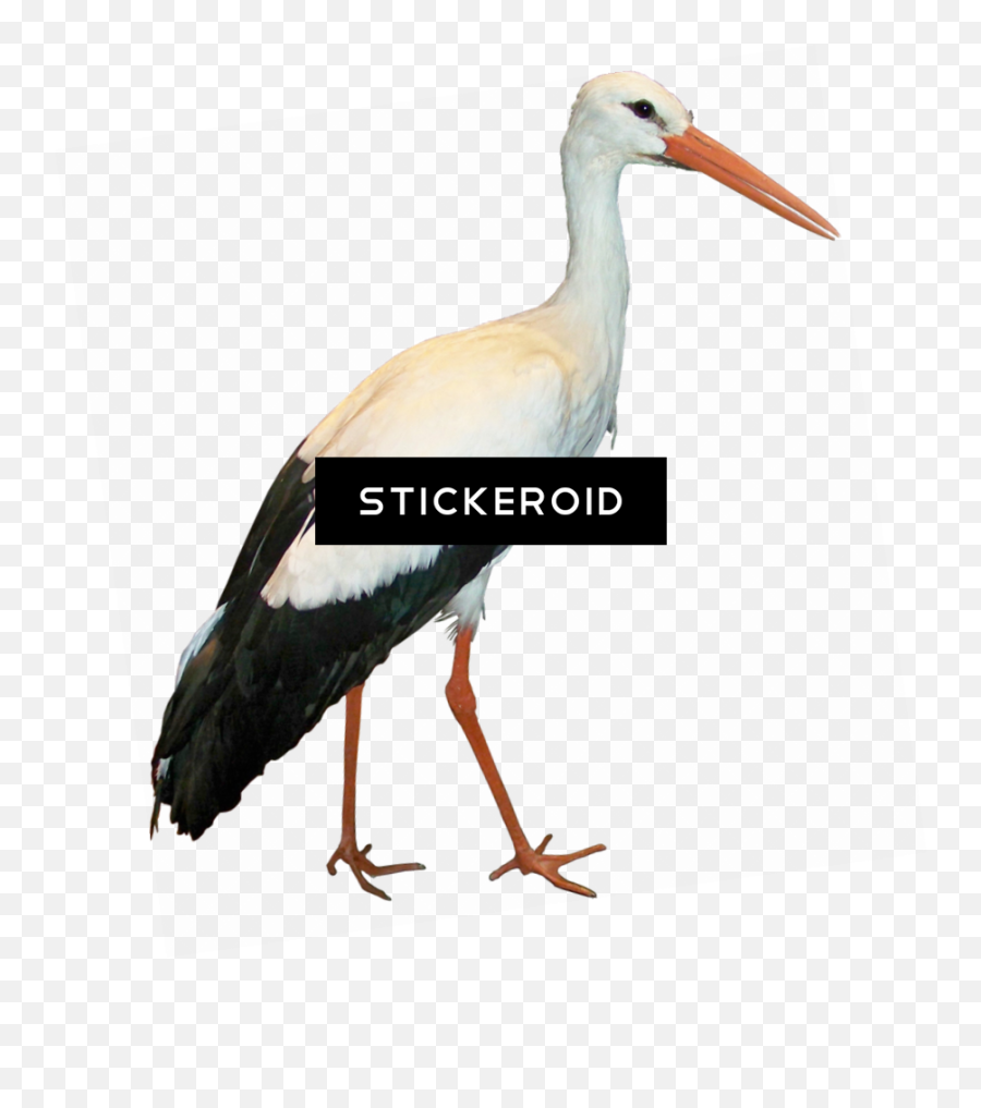 Download Stork Animals - White Stork Png Image With No White Stork,Stork Png