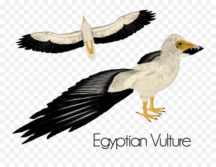 Download Hd Egyptian Vulture Transparent Png Image - Nicepngcom Vulture Zt2,Vulture Png