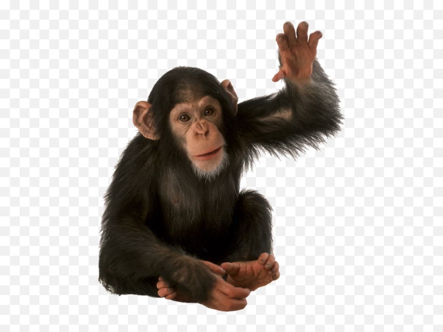 Orangutan Png Background Image - Monkey Transparent Background,Orangutan Png