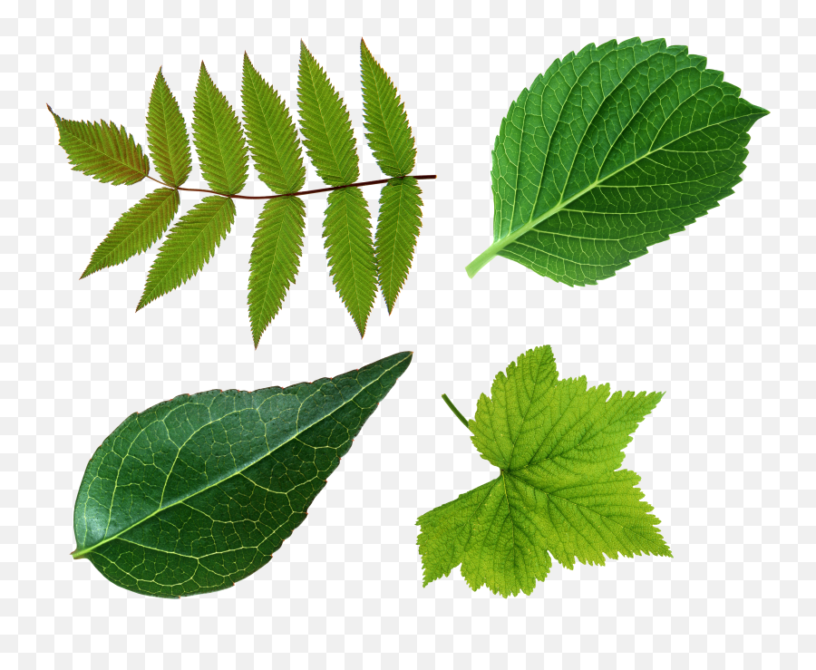 Green Foliage Png V - Leaf Png,Foliage Png